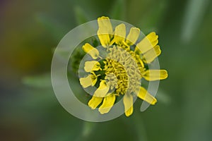 Coast tarweed Madia sativa a yellow flower