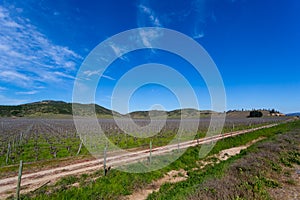 Chilean Vineyard at the end of winter