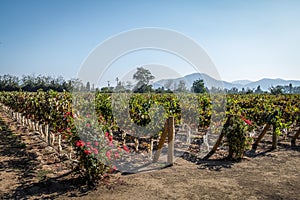 Chilean Vineyard - Santiago, Chile