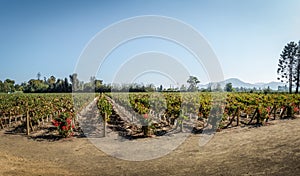 Chilean Vineyard - Santiago, Chile