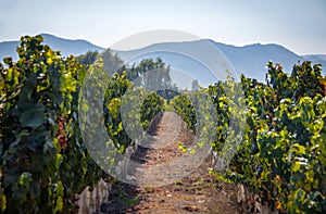 Chilean Vineyard - Santiago, Chile