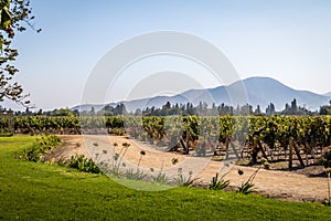 Chilean Vineyard - Santiago, Chile