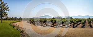 Chilean Vineyard - Santiago, Chile