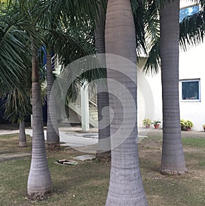 Chilean wine palm tree jubea