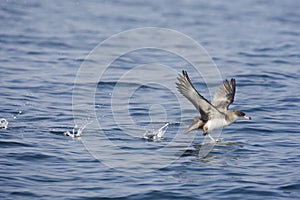 Chileense Grote Pijlstormvogel, Pink-footed Shearwater, Puffinus