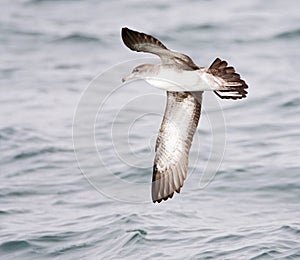 Chileense Grote Pijlstormvogel, Pink-footed Shearwater, Puffinus