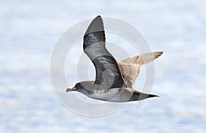 Chileense Grote Pijlstormvogel, Pink-footed Shearwater, Puffinus