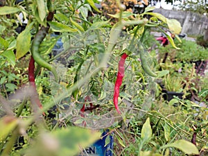 chili arbol or chili