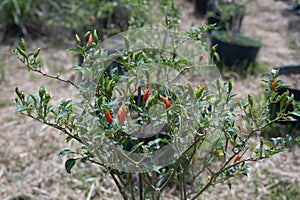 Chili cultivation