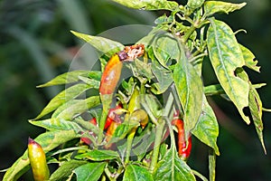 Chili disease viral diseases