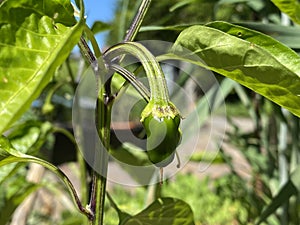 Chili `Espelette` / Capsicum annuum `Espelette` / Spanish pepper, Spanischer Pfeffer, Chilli or Chilly var. Espelette