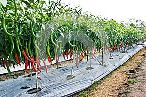 Chili farming. Green and red chili at farm background