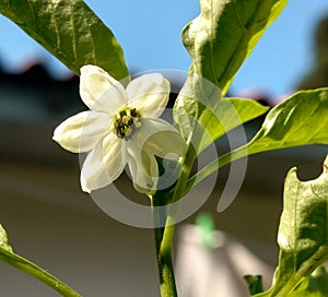 Chili flower photo