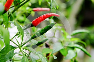 Chili in garden organic