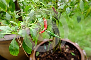 Chili in garden organic