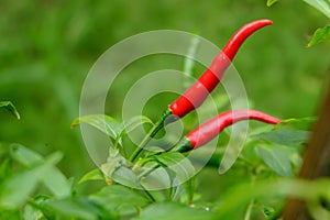 Chili in garden organic