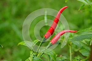 Chili in garden organic