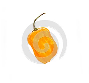 Chili habanero hottest pepper on white. photo