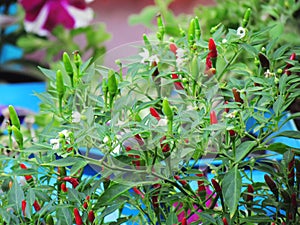 Chili hot peppers plant, CAPSICUM FRUTESCENS LINN BIRD CHILI, C