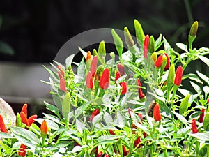 Chili hot peppers plant, CAPSICUM FRUTESCENS LINN BIRD CHILI, CHILI, Colorful variety of soft and ripe on tree