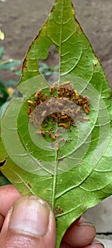 chili leaves and caterpillars