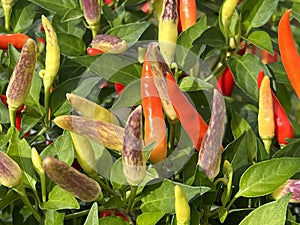 Chili-Mix, Peperoni, Capsicum, Annuum