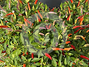 Chili-Mix, Peperoni, Capsicum, Annuum