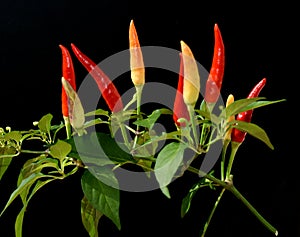 Chili-Mix, Peperoni, Capsicum, Annuum