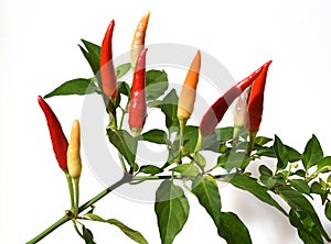 Chili-Mix, Peperoni, Capsicum, Annuum