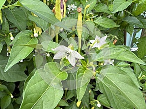 Chili-Mix, Peperoni, Capsicum, Annuum