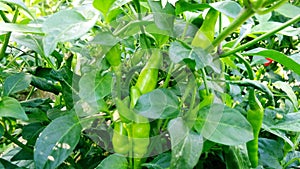 Chili pepper chilli capsicum plants fruits close up photo