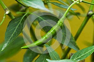 Chili pepper on a Bush. chili pepper plant. organic farming. hot spice