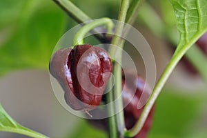 Chili pepper Capsicum chinense sort Trinidad Moruga scorpion Chocolate 3