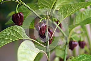 Chili pepper Capsicum chinense sort Trinidad Moruga scorpion Chocolate - close up 2