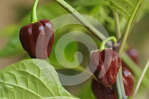 Chili pepper Capsicum chinense sort Trinidad Moruga scorpion Chocolate - macrophotography 2