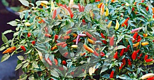 Chili pepper chile, chile pepper, chilli pepper or chilli spicy fruit of Capsicum plants used for food and traditional medicine