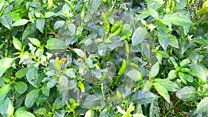 Chili pepper or chile mirchi plant photo