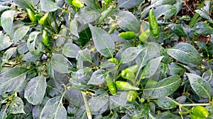 Chili pepper or chile mirchi plant and green fruits photo