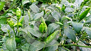 Chili pepper or chile nahuatl chilli plant and green fruits photo