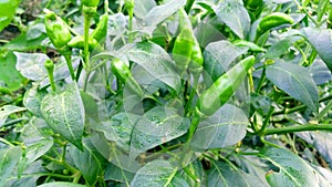 Chili pepper or chile nahuatl chilli plant and green fruits stock photo