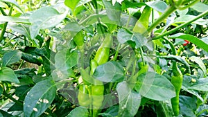 Chili pepper chilli capsicum plants fruits close up