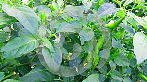 Chili pepper chilli capsicum plants fruits stock