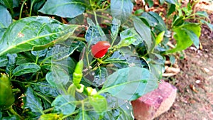 Chili pepper chilli nahuatl chilli plant and fruits photo
