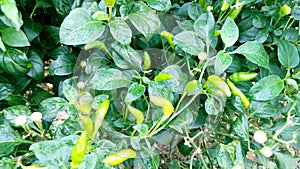 Chili pepper chilli plants fruits close up photo