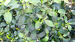 Chili pepper chilli plants fruits stock