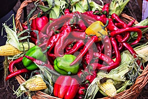 Chili pepper. Colorful mix of freshest and hottest chili peppers. Red Hot Chili Peppers in wooden basket with corn green and yello