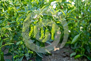 Chili pepper in a environmentally garden