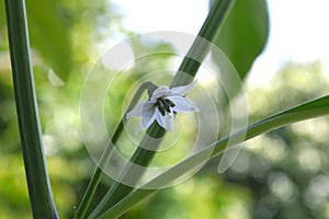 Chili pepper flower, Capsicum sp.