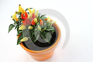 Chili pepper, flowerpot, white background