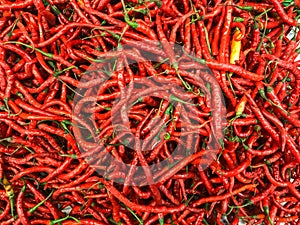 The chili pepper is the fruit of the plants from the genus Capsicum